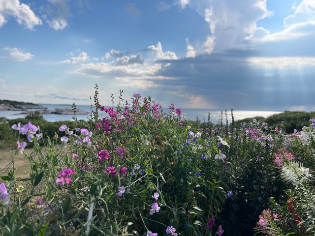 Celia Thaxter's garden